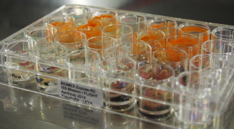 All but one sample developed into new populations once back on Earth. (Image: Thomas Leya / Fraunhofer IZI-BB)